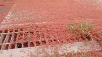Invasion de crabes