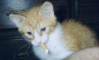 Chat fumeur