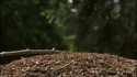 Fourmis fontaines