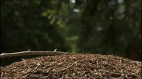 Fourmis fontaines