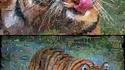 Tigre de papier ... monnaie !