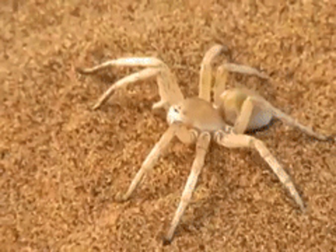 Une araignée se fait attraper