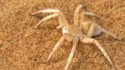 Une araignée se fait attraper