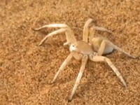 Une araignée se fait attraper