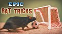 Tours de rats 2