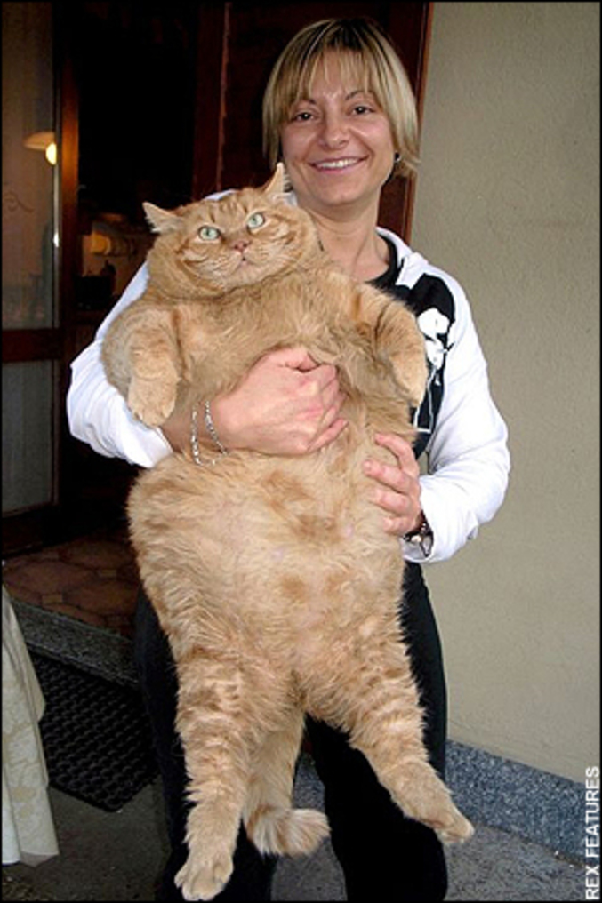 Le chat le plus gros du monde.