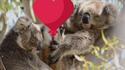 Comment les koalas célèbrent la Saint-Valentin