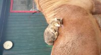 Câlin à un cheval