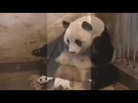 Musique de Tetris avec des animaux