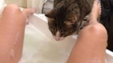 Chat au bain