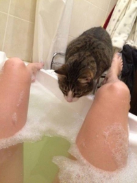 Chat au bain