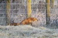 C'est bon chérie, j'ai grillagé les 5000m2 du poulailler