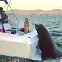 Bonjour, z'auriez pas un poisson ?