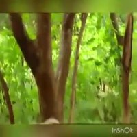 Petit troll des forêts