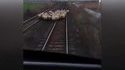 Si les moutons s'y mettent..