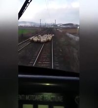Si les moutons s'y mettent..