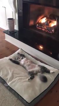 Le spot parfait pour le chat