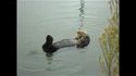 La loutre