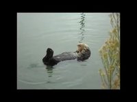 La loutre