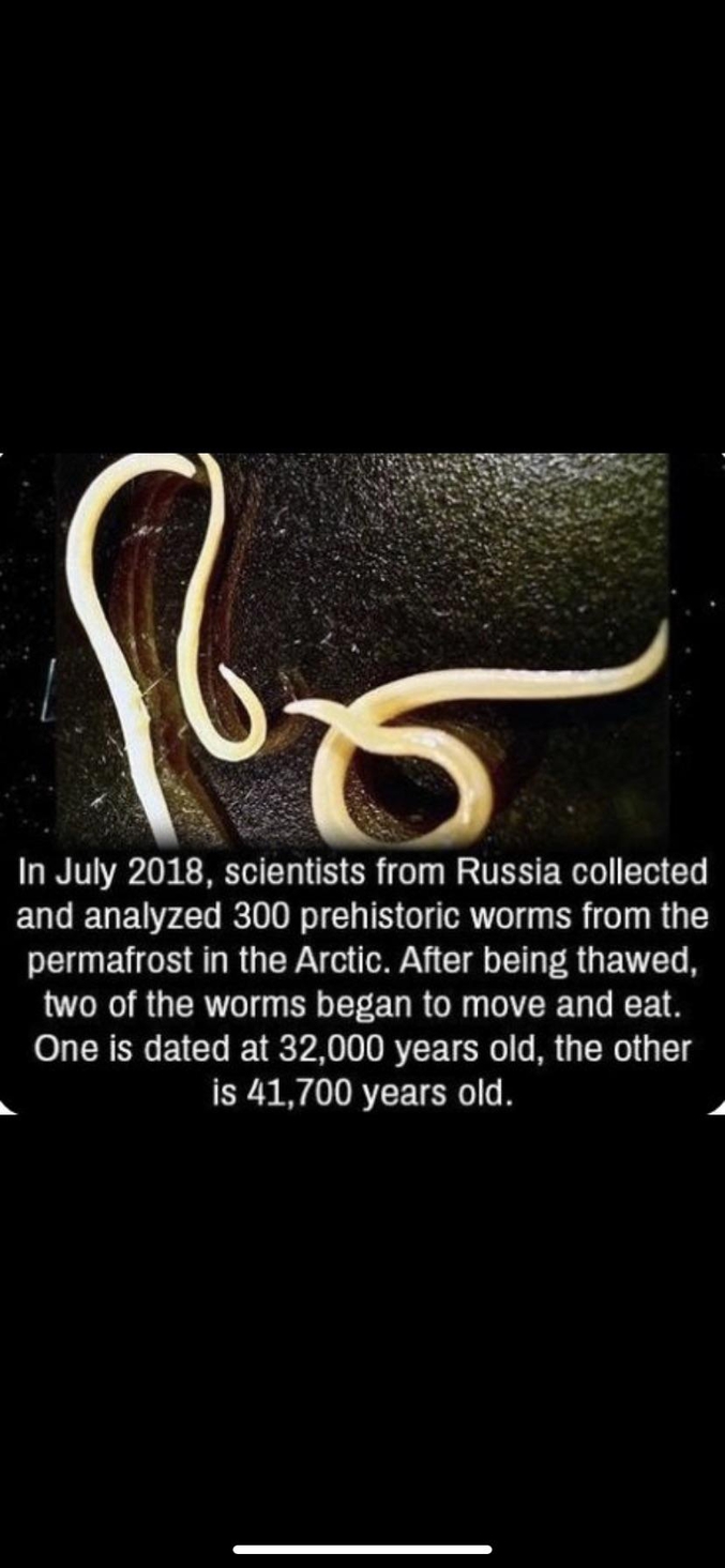 En juillet 2018 des scientifiques russes ont collecté et analysé 300 vers préhistoriques du permafrost artique. Après décongélation, deux vers ont commencé à bouger et manger. L'un a 32 000 ans, l autre 41 700 ans.