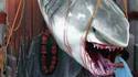 Beau requin