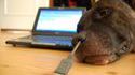 Chien USB 2