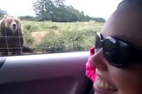 Un ours poli