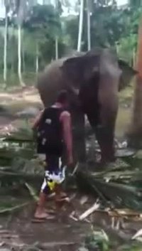 L'éléphant
