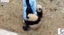 Pandas joueurs... très joueurs !