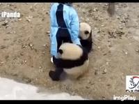 Pandas joueurs... très joueurs !