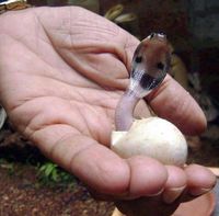 Bébé cobra