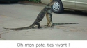 S'agit-il d'une vraie accolade?
