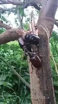 Combattre pour une femelle