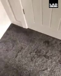 Attention, il y a une grenouille dans les toilettes !