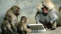 La planète des singes