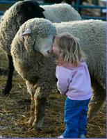Bis'un mouton !