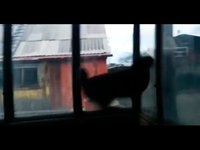 Sortie de chat