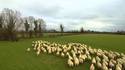Un berger irlandais utilise un drone pour rassembler ses moutons