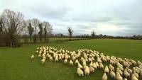 Un berger irlandais utilise un drone pour rassembler ses moutons