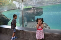 hippoposhame...