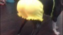 Miss Bumbum