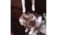 Bisou, bisou...
