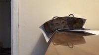 Tour de magie d'un chat