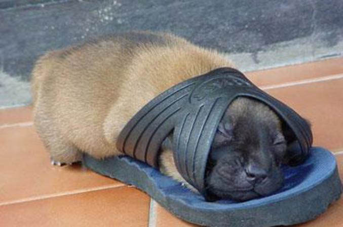 Un petit chien qui dort dans une niche à sa taille.
