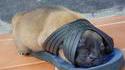 Chien dans sa niche