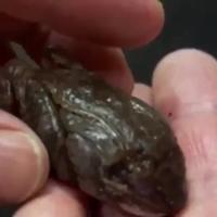 Grenouille des bois