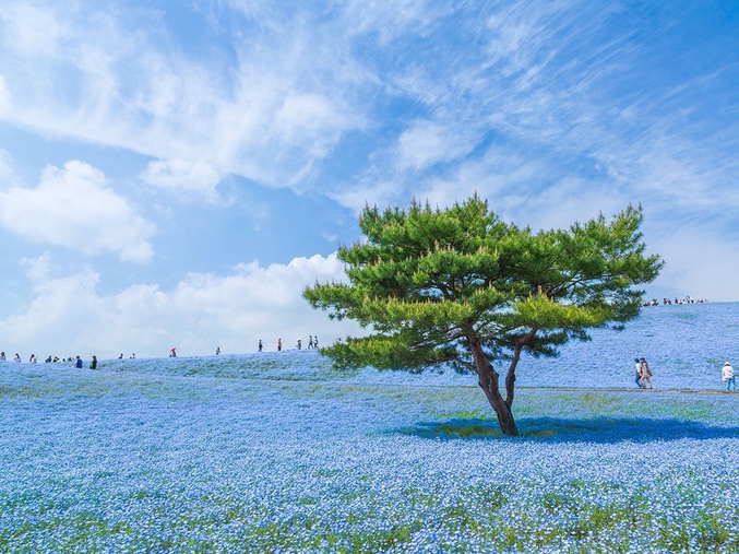 Environ 4.5 millions Nemophila menziesii (fleur sauvage de Californie connue sous le nom de petits yeux bleus en anglais américain) fleurissent entre la fin avril et le début de mai pour donner une allure féérique au Hitachi Seaside Park (Japon) (photographe : Hiroki Kondu, photo intitulée de 'The Blue Universe' et soumise au 2014 National Geographic Photo Contest).