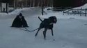 Un bon chien