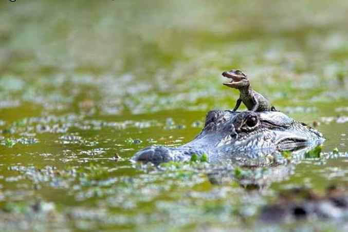 Une maman crocodile qui promène son bébé croco.