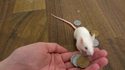 Une souris se paye une noisette